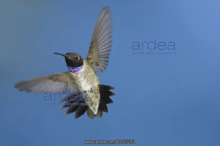 : Black-Chinned Hummingbird : Black-Chinned Hummingbird