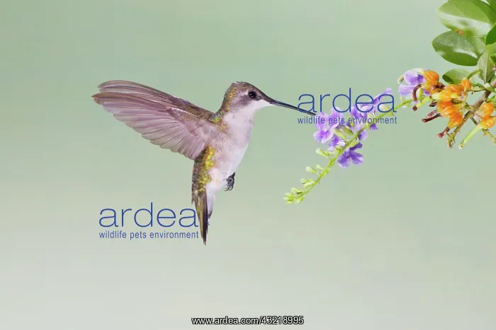 : Black-chinned Hummingbird (Archilochus alexandri) : Black-chinned Hummingbird (Archilochus alexandri)