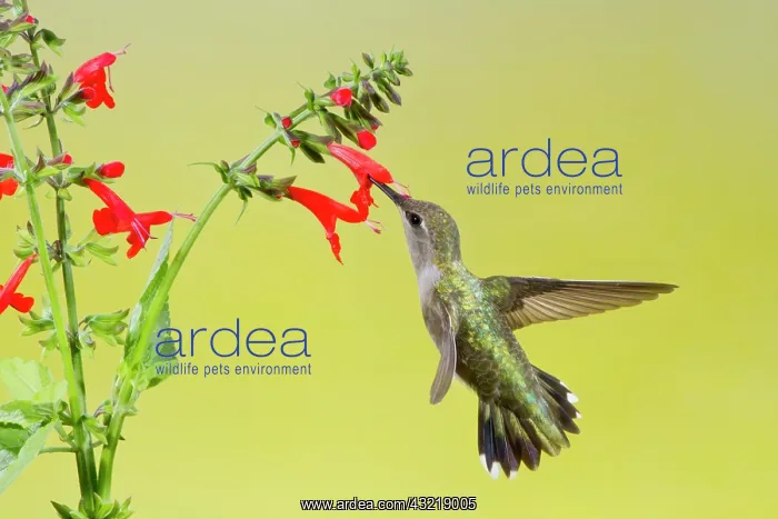 : Black-chinned Hummingbird (Archilochus alexandri) : Black-chinned Hummingbird (Archilochus alexandri)