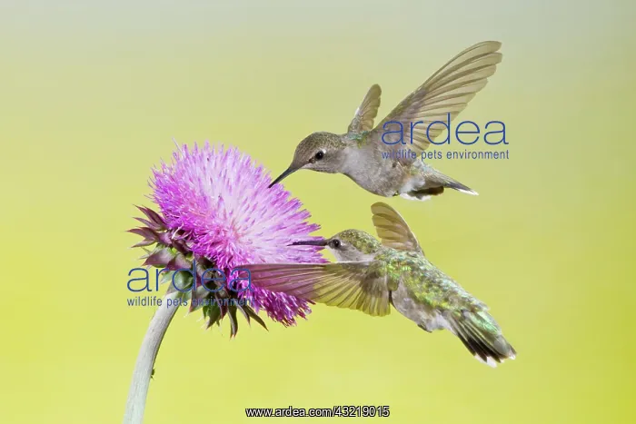 : Black-chinned Hummingbird (Archilochus alexandri) : Black-chinned Hummingbird (Archilochus alexandri)