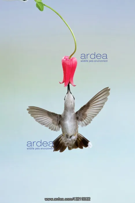 : Black-chinned Hummingbird (Archilochus alexandri) : Black-chinned Hummingbird (Archilochus alexandri)
