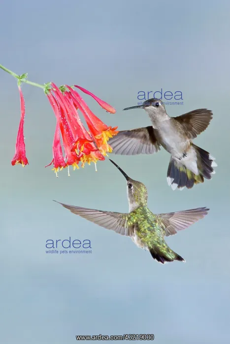 : Black-chinned Hummingbird (Archilochus alexandri) : Black-chinned Hummingbird (Archilochus alexandri)