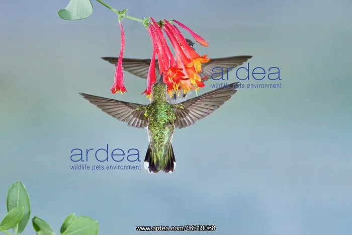 : Black-chinned Hummingbird (Archilochus alexandri) : Black-chinned Hummingbird (Archilochus alexandri)