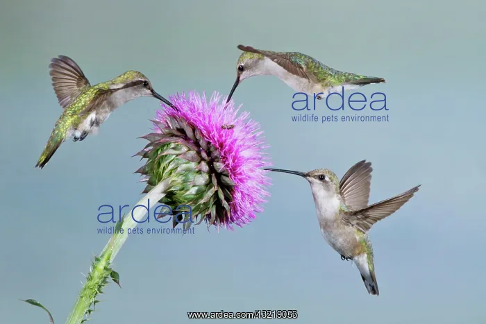 : Black-chinned Hummingbird (Archilochus alexandri) : Black-chinned Hummingbird (Archilochus alexandri)