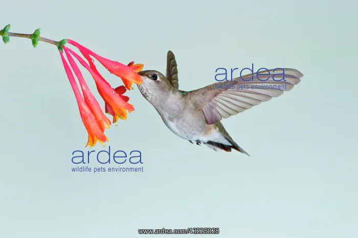 : Black-chinned Hummingbird (Archilochus alexandri) : Black-chinned Hummingbird (Archilochus alexandri)