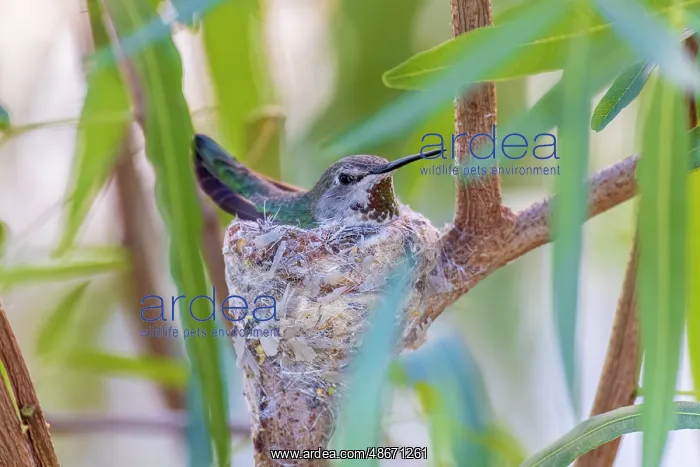 : Black-chinned hummingbird female on nest, Pima County : Black-chinned hummingbird female on nest, Pima County
