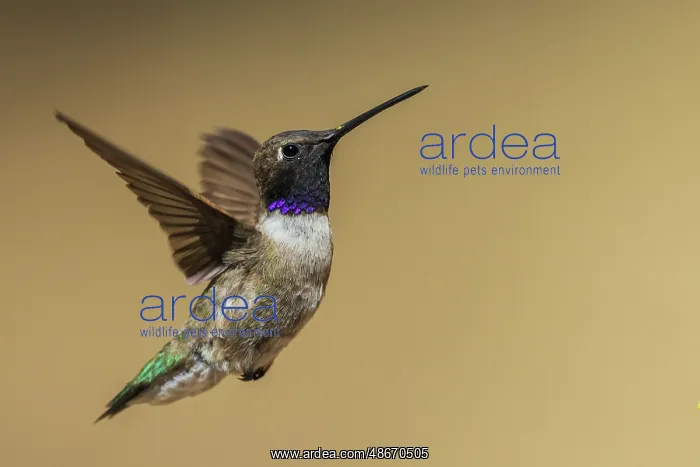 : Black-chinned hummingbird flying in Madera Canyon, Arizona : Black-chinned hummingbird flying in Madera Canyon, Arizona
