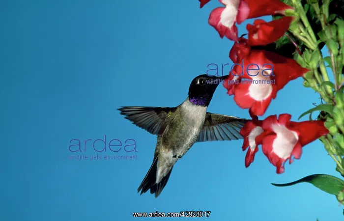 : Black-chinned Hummingbird - male : Black-chinned Hummingbird - male
