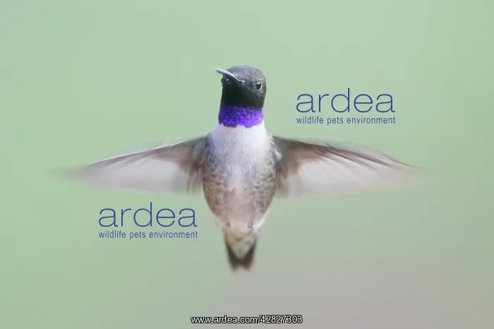 : Black-chinned Hummingbird - male - in flight : Black-chinned Hummingbird - male - in flight