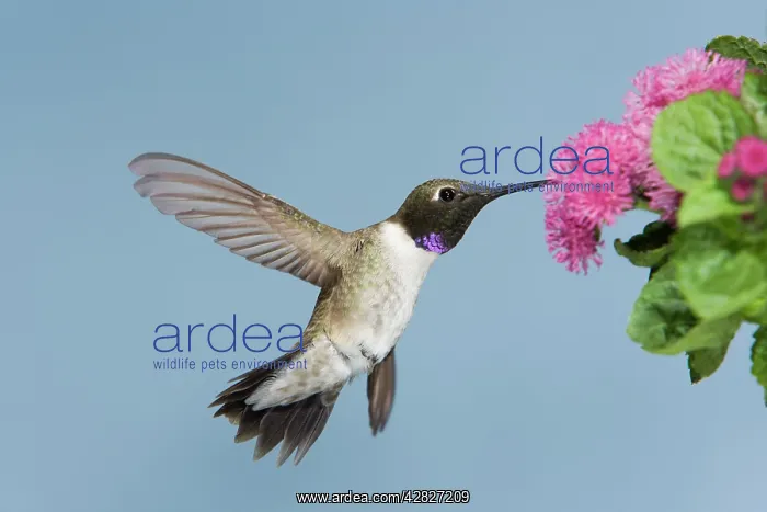 : Black-chinned Hummingbird - male - in flight feeding : Black-chinned Hummingbird - male - in flight feeding