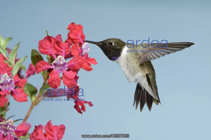 : Black-chinned Hummingbird - male - in flight at flower : Black-chinned Hummingbird - male - in flight at flower