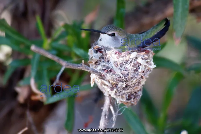 : Black-chinned Hummingbird at Nest : Black-chinned Hummingbird at Nest