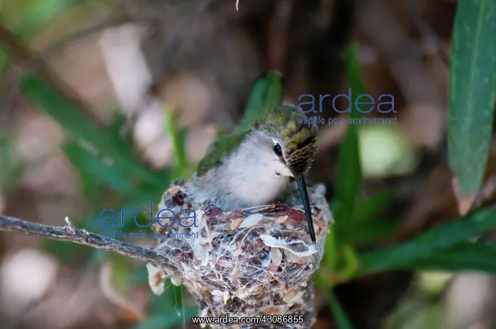 : Black-chinned Hummingbird at Nest : Black-chinned Hummingbird at Nest