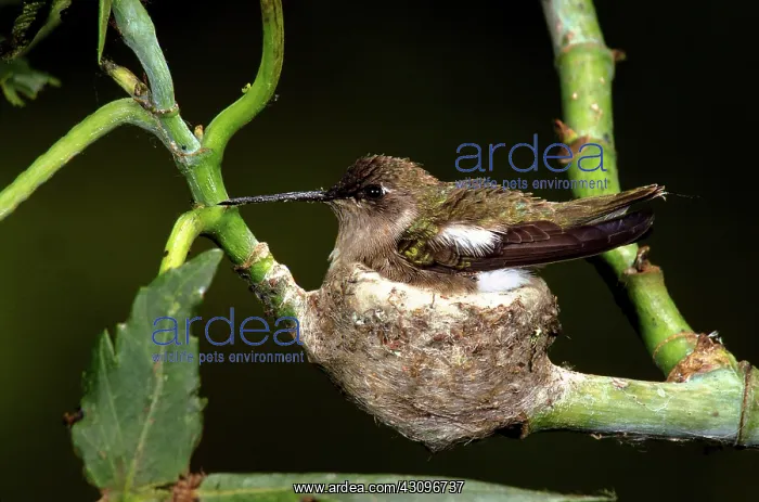  : Black-chinned hummingbird in nest