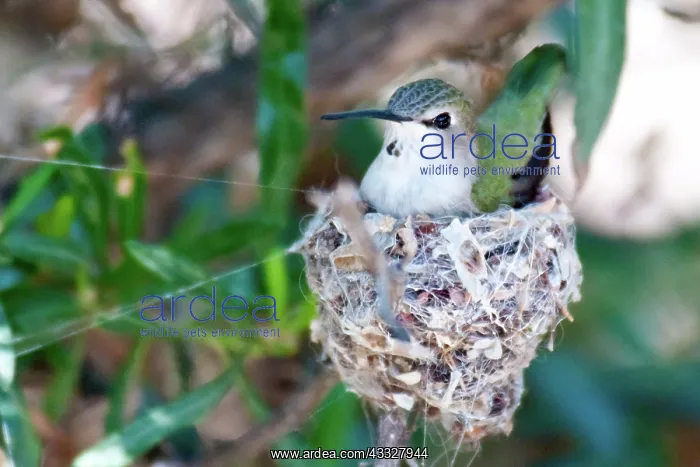 : Black-chinned Hummingbird at Nest : Black-chinned Hummingbird at Nest