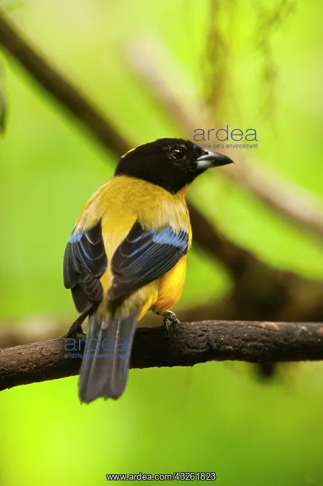 : Black-chinned Mountain-tanager (Anisognathus : Black-chinned Mountain-tanager (Anisognathus