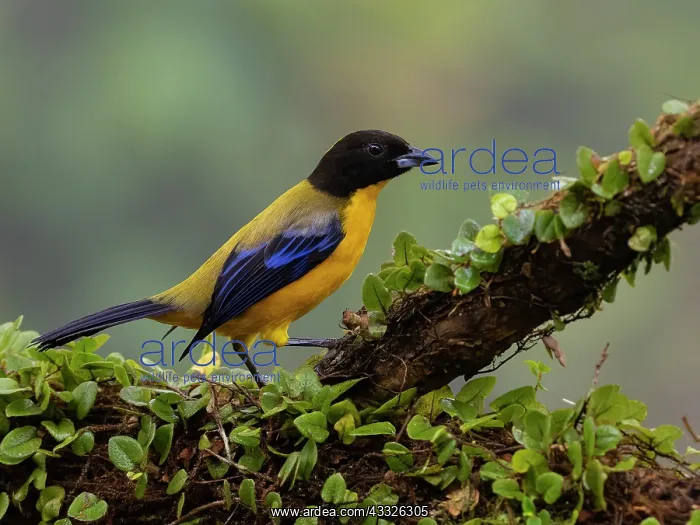 : Black-chinned Mountain-tanager (Anisognathus not : Black-chinned Mountain-tanager (Anisognathus not