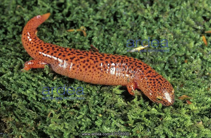 : Black-Chinned Red Salamander : Black-Chinned Red Salamander
