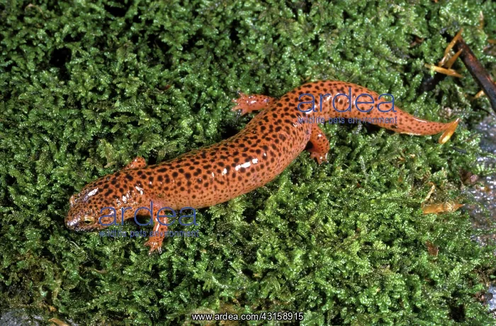 : Black-Chinned Red Salamander : Black-Chinned Red Salamander