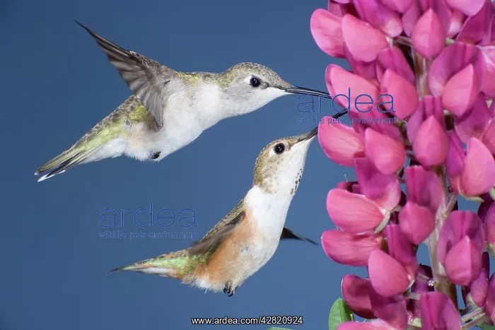 : Black-chinned & Rufous Hummingbirds (Selasphorus : Black-chinned & Rufous Hummingbirds (Selasphorus