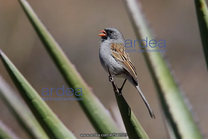 : Black-chinned Sparrow : Black-chinned Sparrow