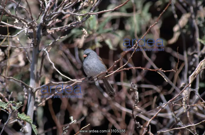 : Black-Chinned Sparrow : Black-Chinned Sparrow