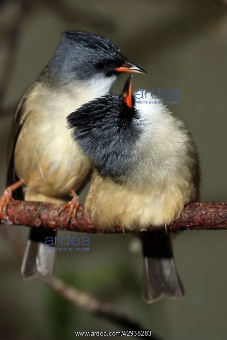 : Black Chinned Yuhina : Black Chinned Yuhina