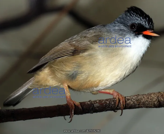 : Black Chinned Yuhina : Black Chinned Yuhina
