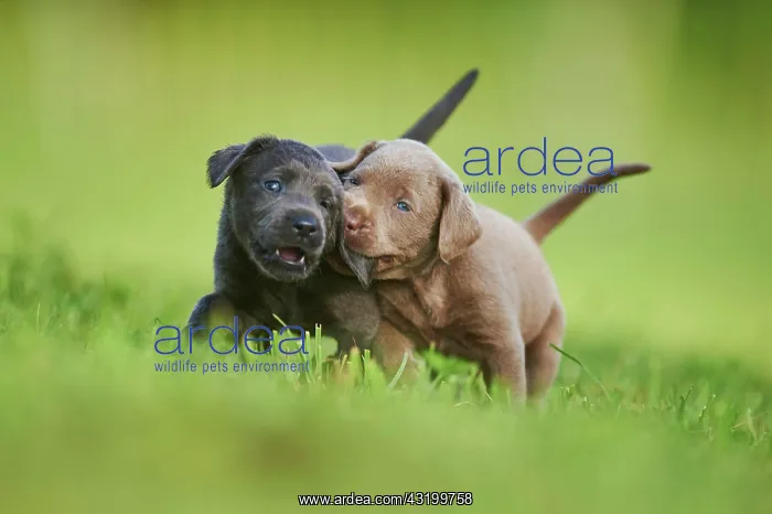 : Black and Chocolate Labrador Retriever, pups playing : Black and Chocolate Labrador Retriever, pups playing