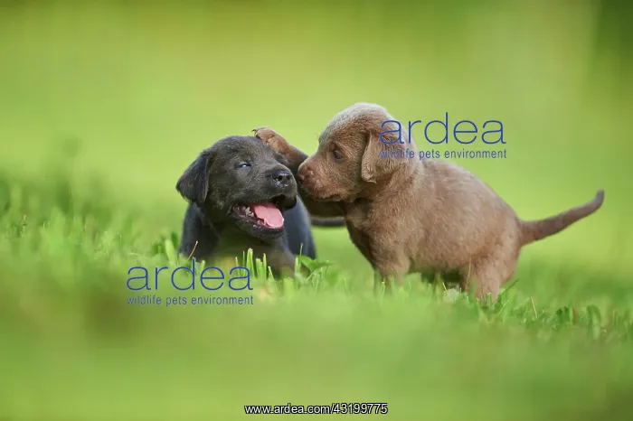 : Black and Chocolate Labrador Retriever, pups playing : Black and Chocolate Labrador Retriever, pups playing