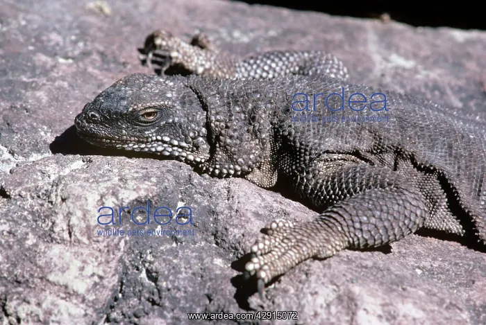 : Black Chuckwalla - basking : Black Chuckwalla - basking