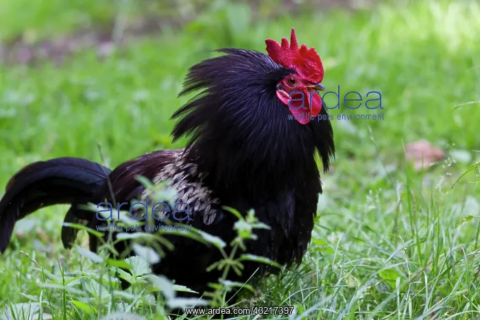 : Black cock schwarzer Hahn - black cock : Black cock schwarzer Hahn - black cock