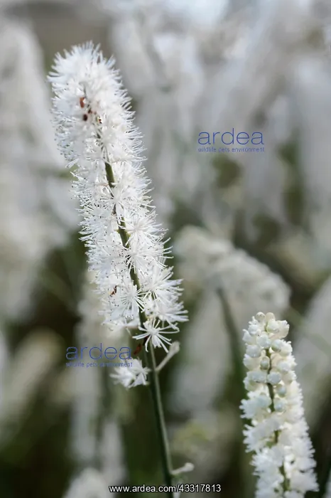: Black Cohosh, Cohosh bugbane, Actaea racemosa, View : Black Cohosh, Cohosh bugbane, Actaea racemosa, View