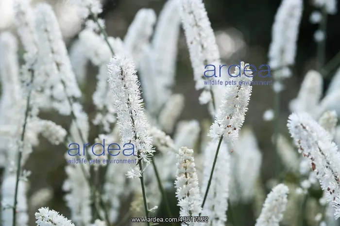 : Black Cohosh, Cohosh bugbane, Actaea racemosa, View : Black Cohosh, Cohosh bugbane, Actaea racemosa, View