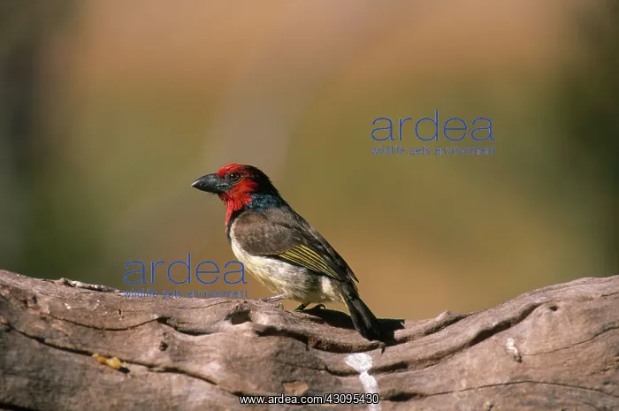 : Black-Collared Barbet : Black-Collared Barbet