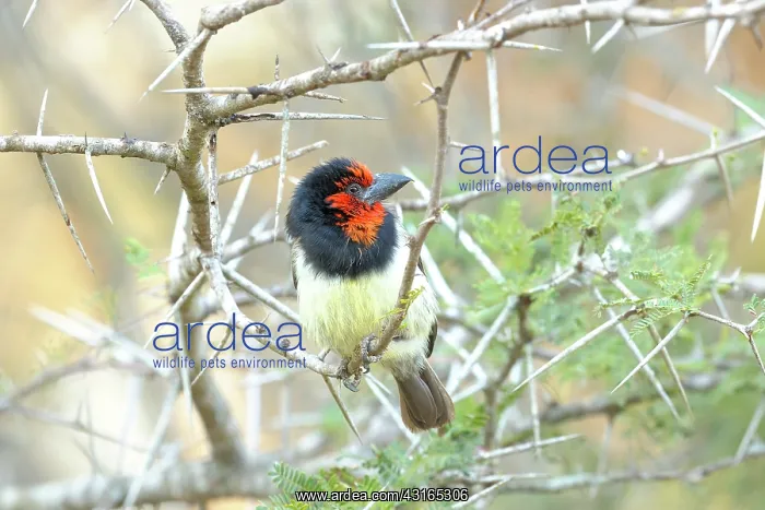 : Black-collared Barbet : Black-collared Barbet