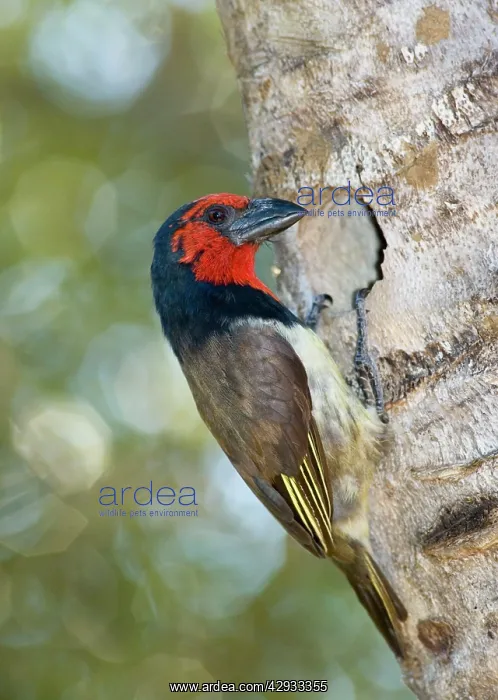 : Black-collared Barbet - attending nest in nesting : Black-collared Barbet - attending nest in nesting