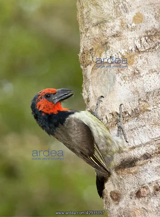 : Black-collared Barbet attending nest in nesting : Black-collared Barbet attending nest in nesting