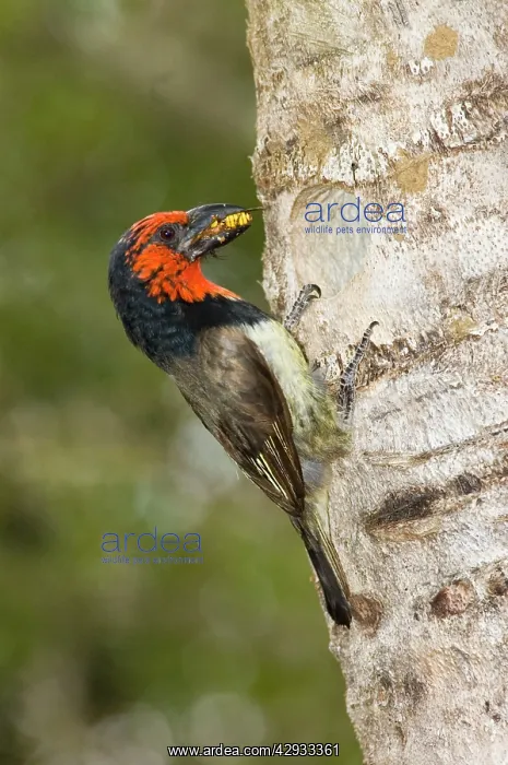: Black-collared Barbet - bringing insect to young : Black-collared Barbet - bringing insect to young