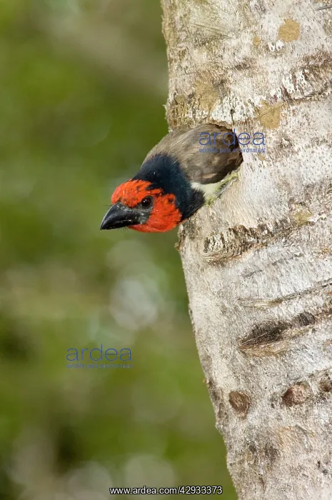 : Black-collared Barbet emerging from nest in nesting : Black-collared Barbet emerging from nest in nesting