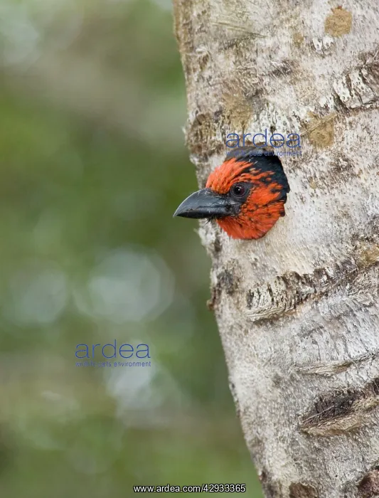 : Black-collared Barbet at entrance to nest in nesting : Black-collared Barbet at entrance to nest in nesting