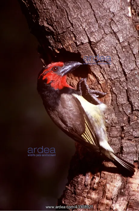 : BLACK-COLLARED BARBET - on tree : BLACK-COLLARED BARBET - on tree