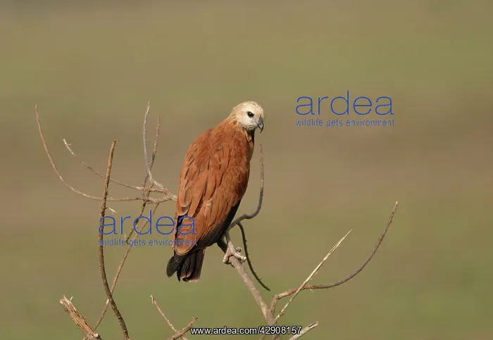 : Black-Collared / Collared Fishing Hawk : Black-Collared / Collared Fishing Hawk