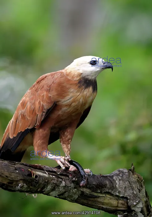 : Black-Collared / Collared Fishing Hawk : Black-Collared / Collared Fishing Hawk