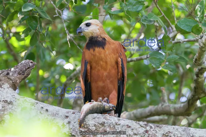 : Black-collared Hawk : Black-collared Hawk