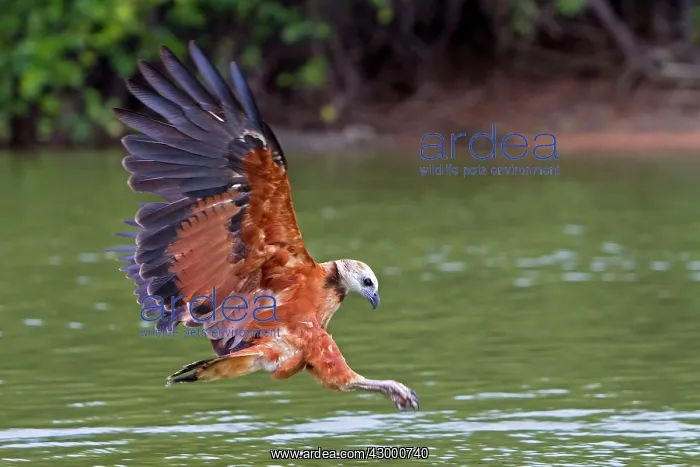  : Black-collared Hawk