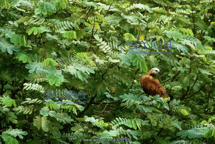 : Black-Collared Hawk : Black-Collared Hawk