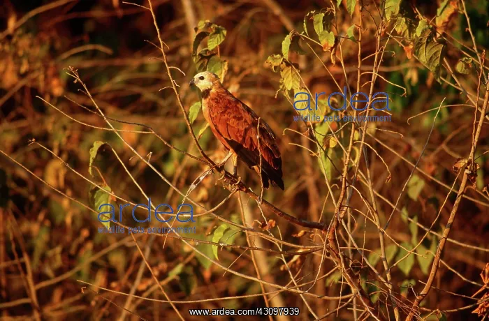 : Black-Collared Hawk : Black-Collared Hawk