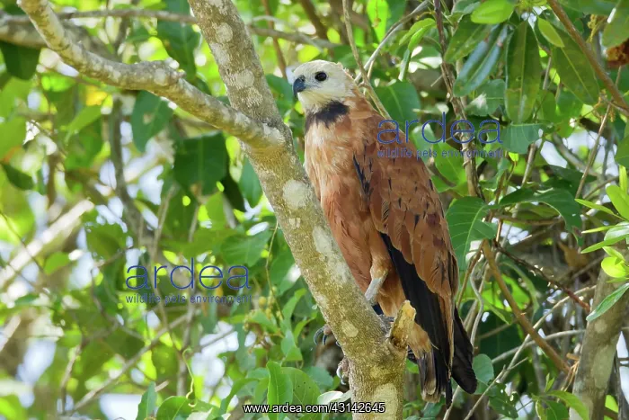 : Black-collared Hawk : Black-collared Hawk