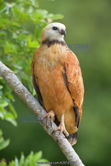 : Black-collared Hawk - adult sitting on a branch : Black-collared Hawk - adult sitting on a branch